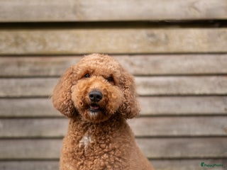 Goldendoodle honden Prachtige F3 Doodle Pups van Roos & Sem - Advertentie 2