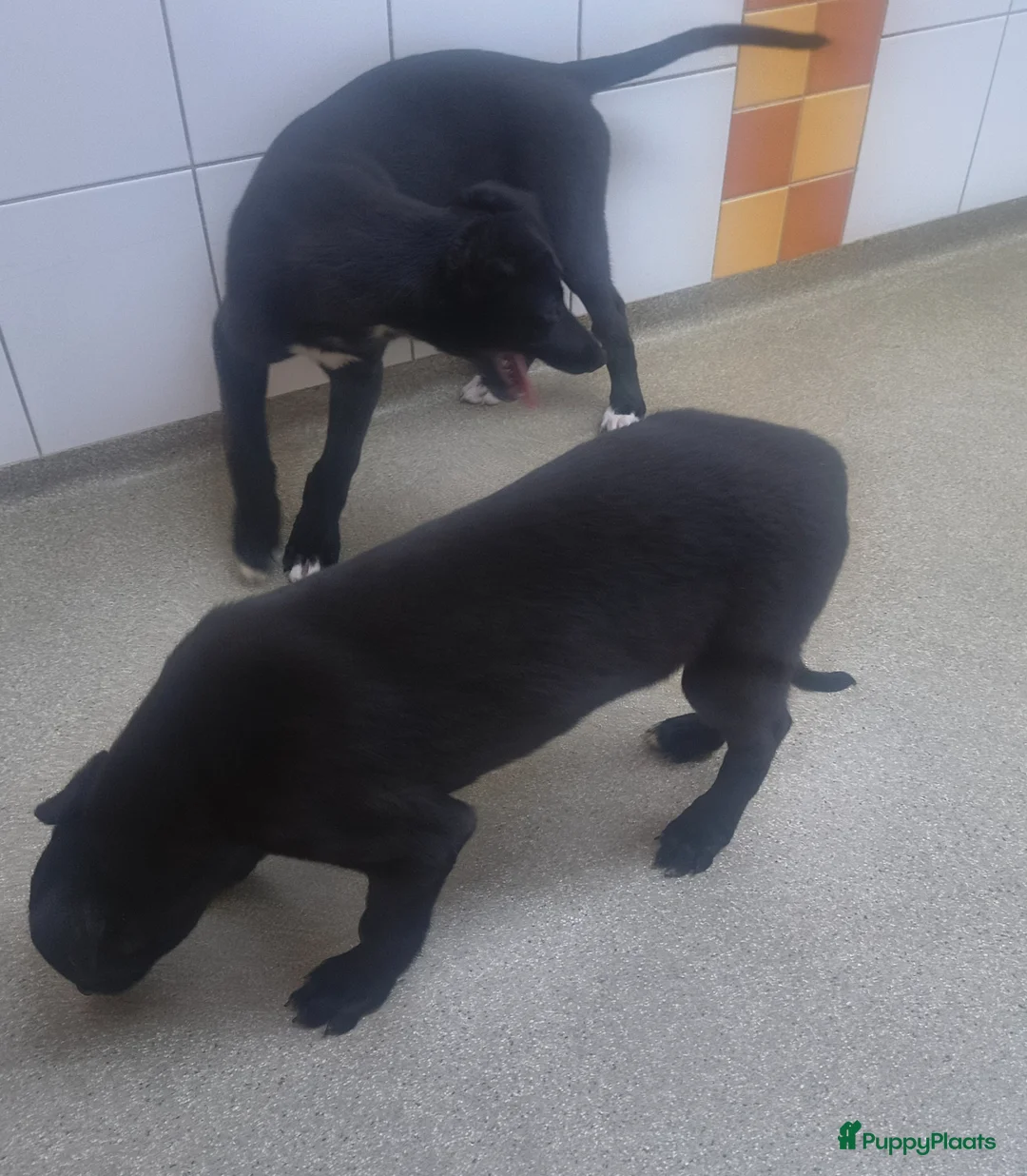 Greyhound honden te koop: 2 Greyhound. Puppy's in Amersfoort - Advertentie 2