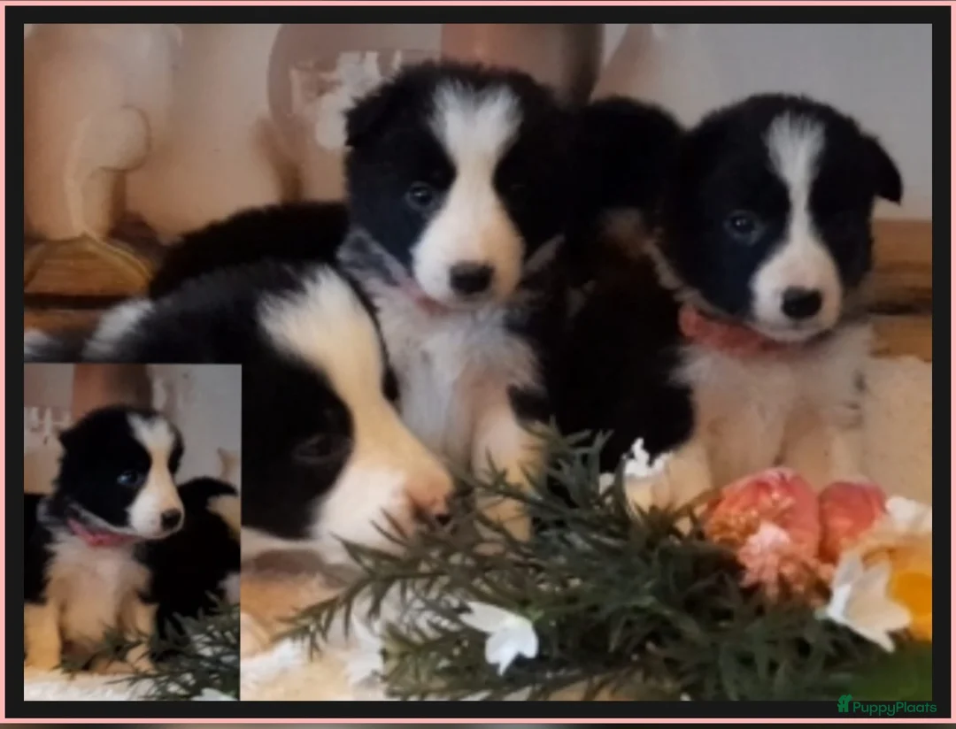 Border Collie honden te koop: Prachtige, lieve Border Collie pups - Advertentie 8