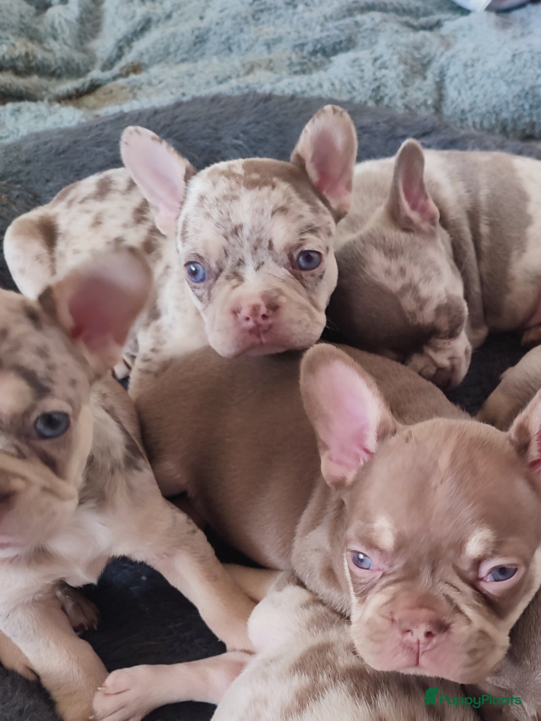 Franse Bulldog honden Prachtige gezonde Franse bulldog pups  - Advertentie 3