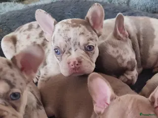 Franse Bulldog honden Prachtige gezonde Franse bulldog pups - Advertentie 3