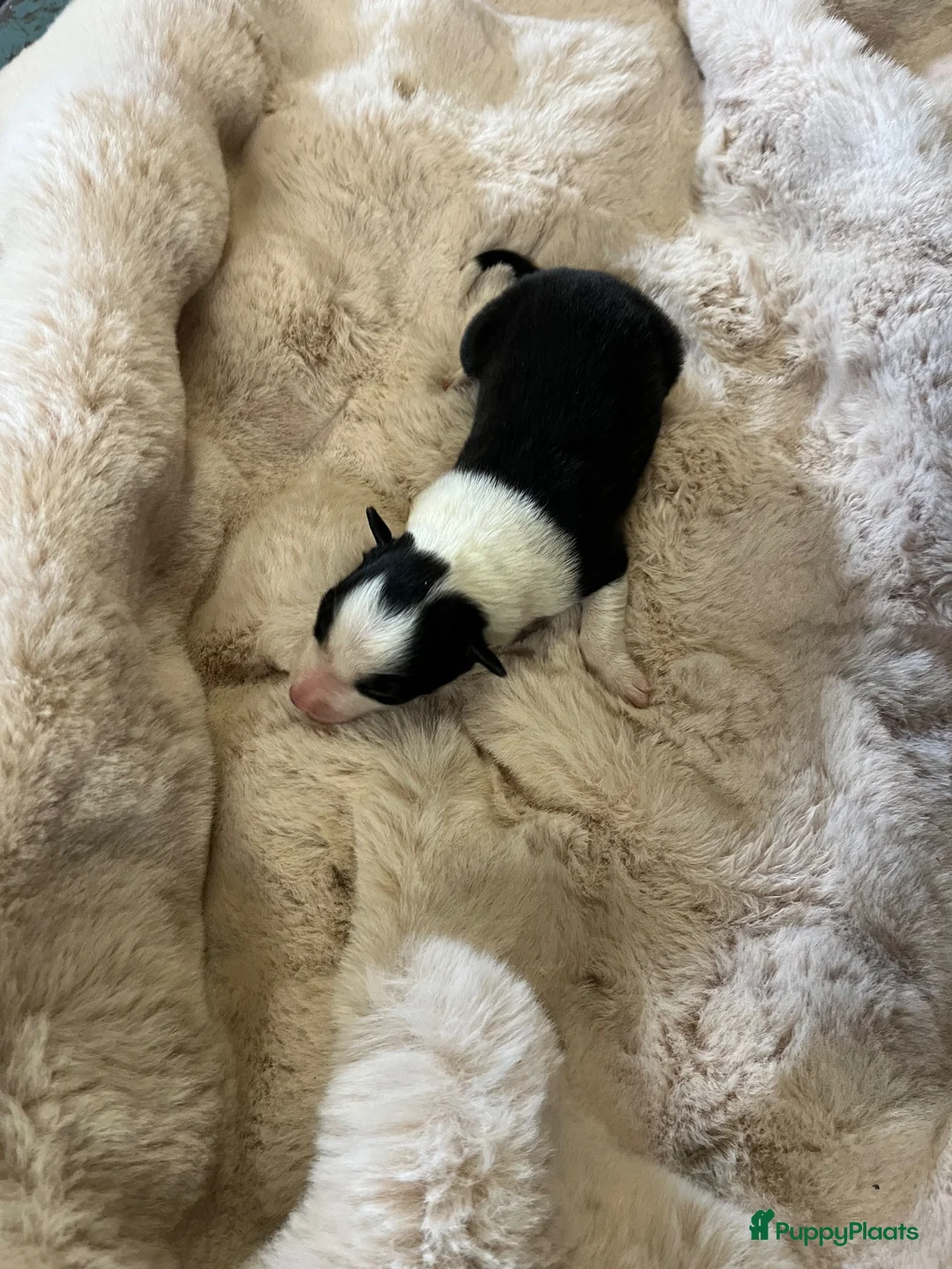Border Collie honden te koop: Border Collie pups met FCI stamboom - Advertentie 1