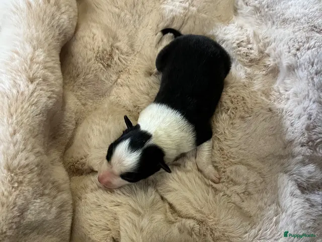 Border Collie honden te koop: Border Collie pups met FCI stamboom - Advertentie 1