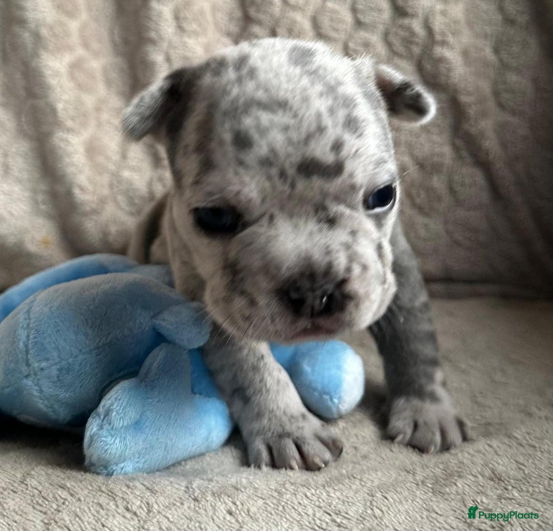 Franse Bulldog honden te koop: Franse Bulldog pups - Advertentie 9