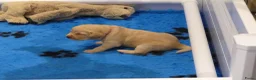 Goldador honden te koop: Prachtige Goldador pups - Advertentie 7