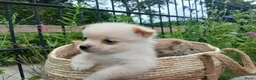 Pomchi honden te koop: Lieve pomchis - Advertentie 3