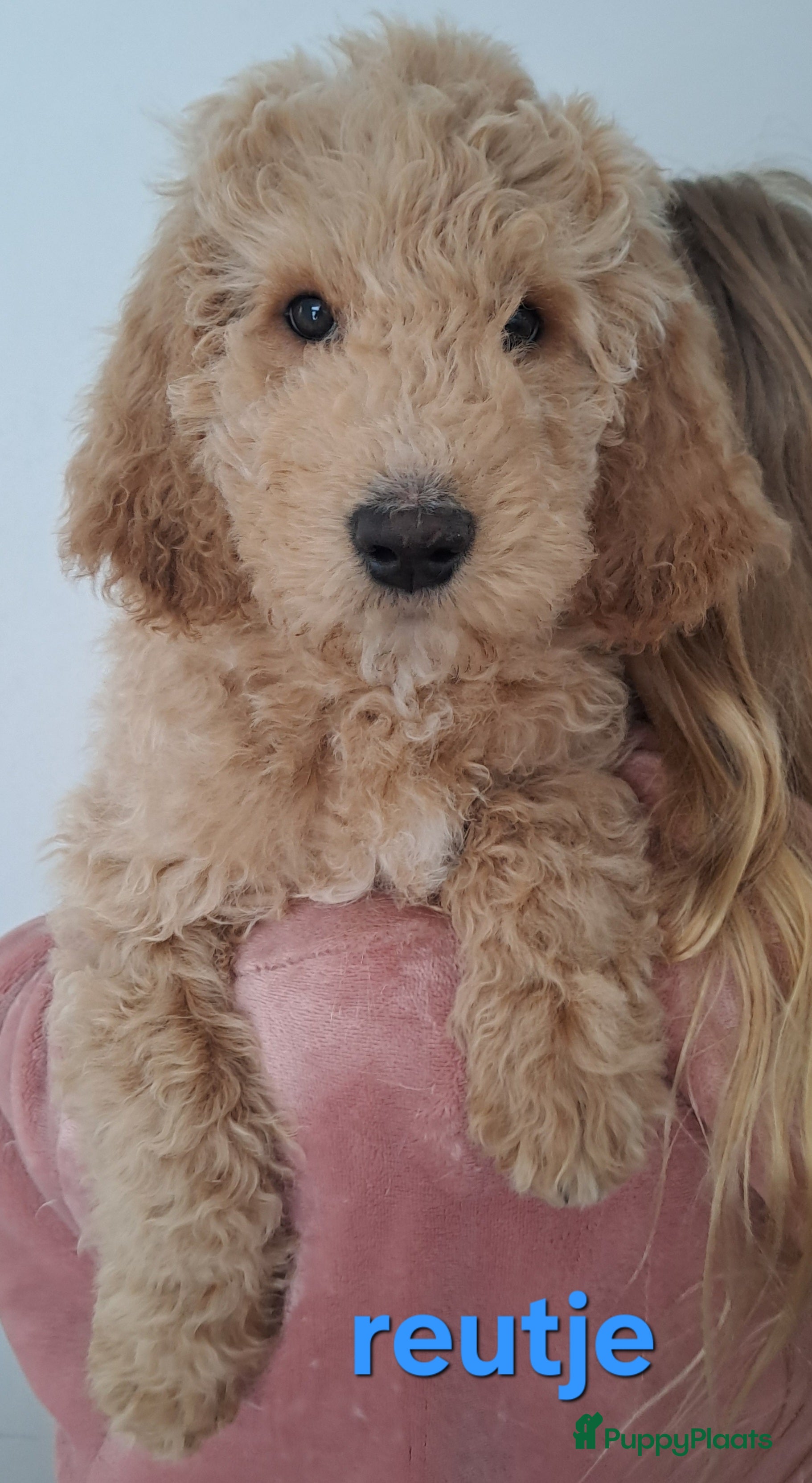 Australian Labradoodle honden Australian doodle pup, grote medium. - Advertentie 1
