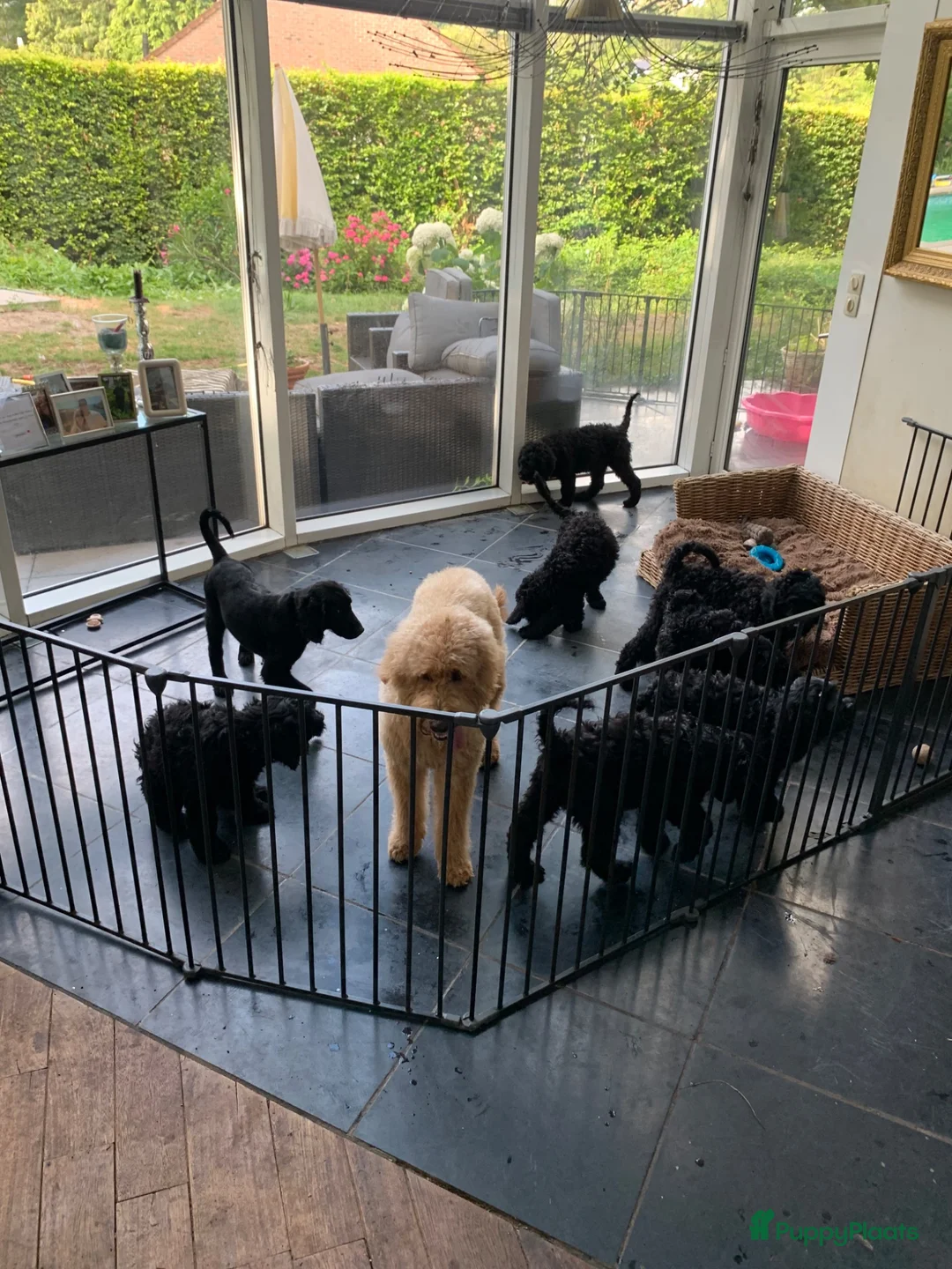 Goldendoodle honden te koop: Goldendoodle pups (België) - Advertentie 2