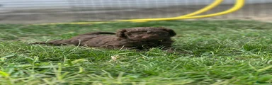 Australian Labradoodle geel