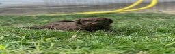 Australian Labradoodle honden te koop: Australian labradoodle puppy’s  - Advertentie 13