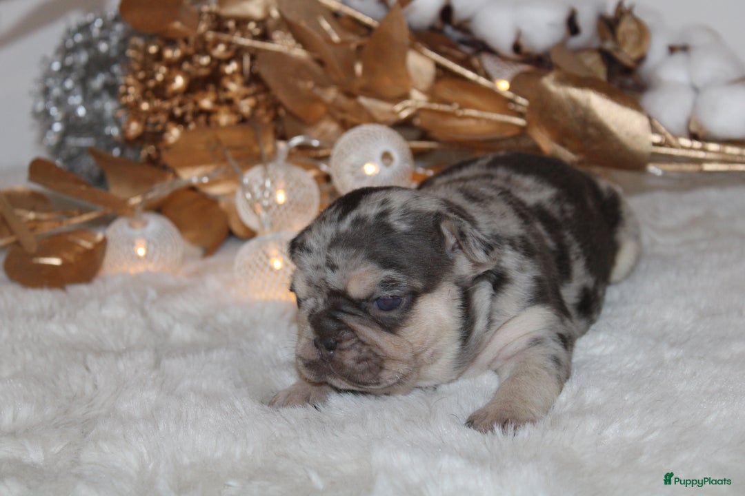 Franse Bulldog honden te koop: Franse Bulldog pups Lionheart Bloodline België  - Advertentie 2