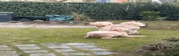 Goldendoodle honden te koop: Goldendoodle Pups verwacht 09/06 - Advertentie 10