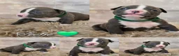 Amerikaanse Bully honden te koop: American Bully XL pups ABKC stamboom - Advertentie 6