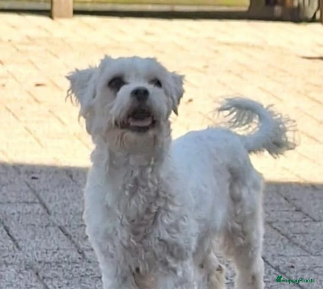 Maltipoo honden te koop: Maltipoopups  - Advertentie 15