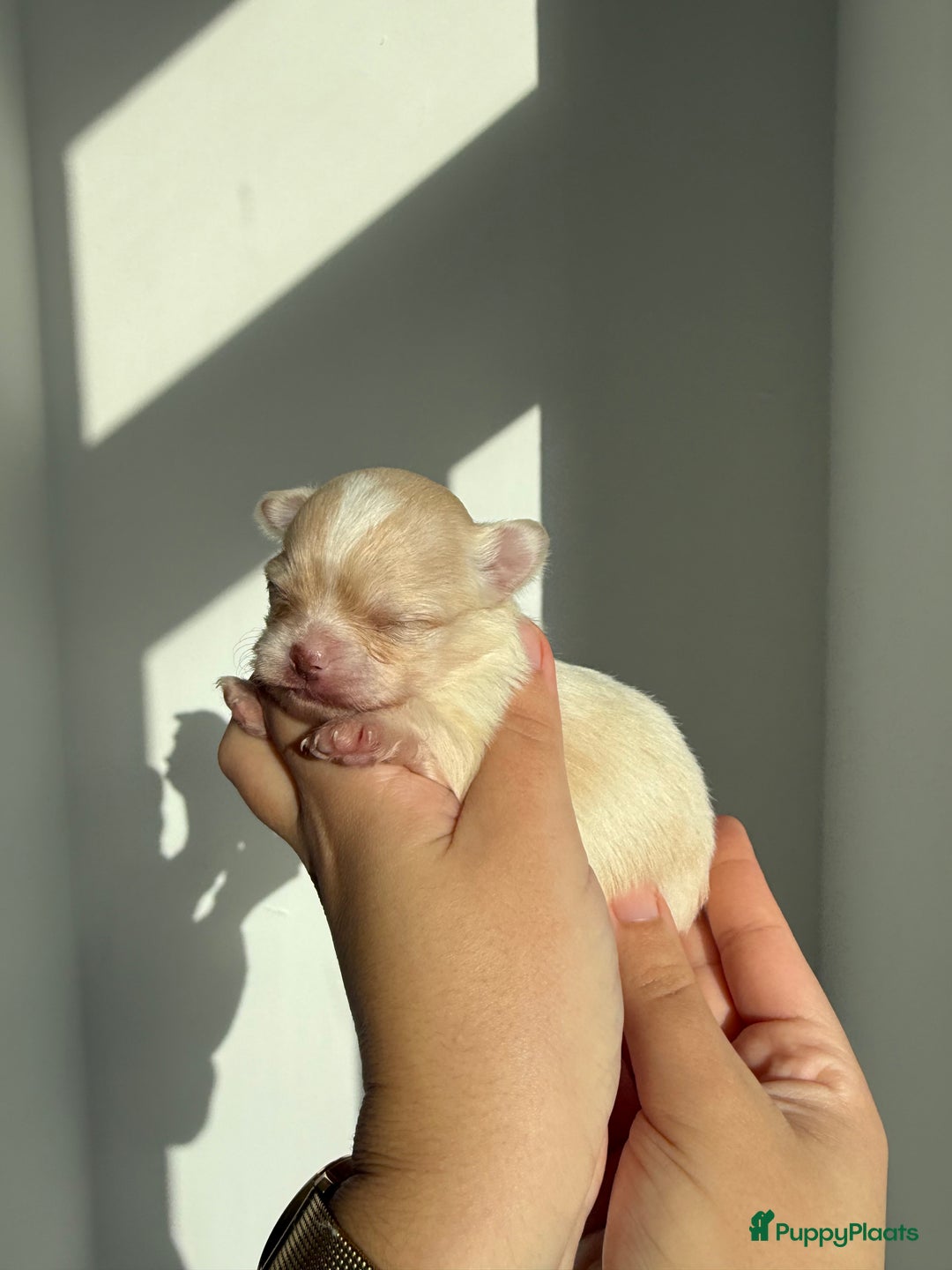 Chihuahua honden te koop: Chihuahuas pups - Advertentie 21