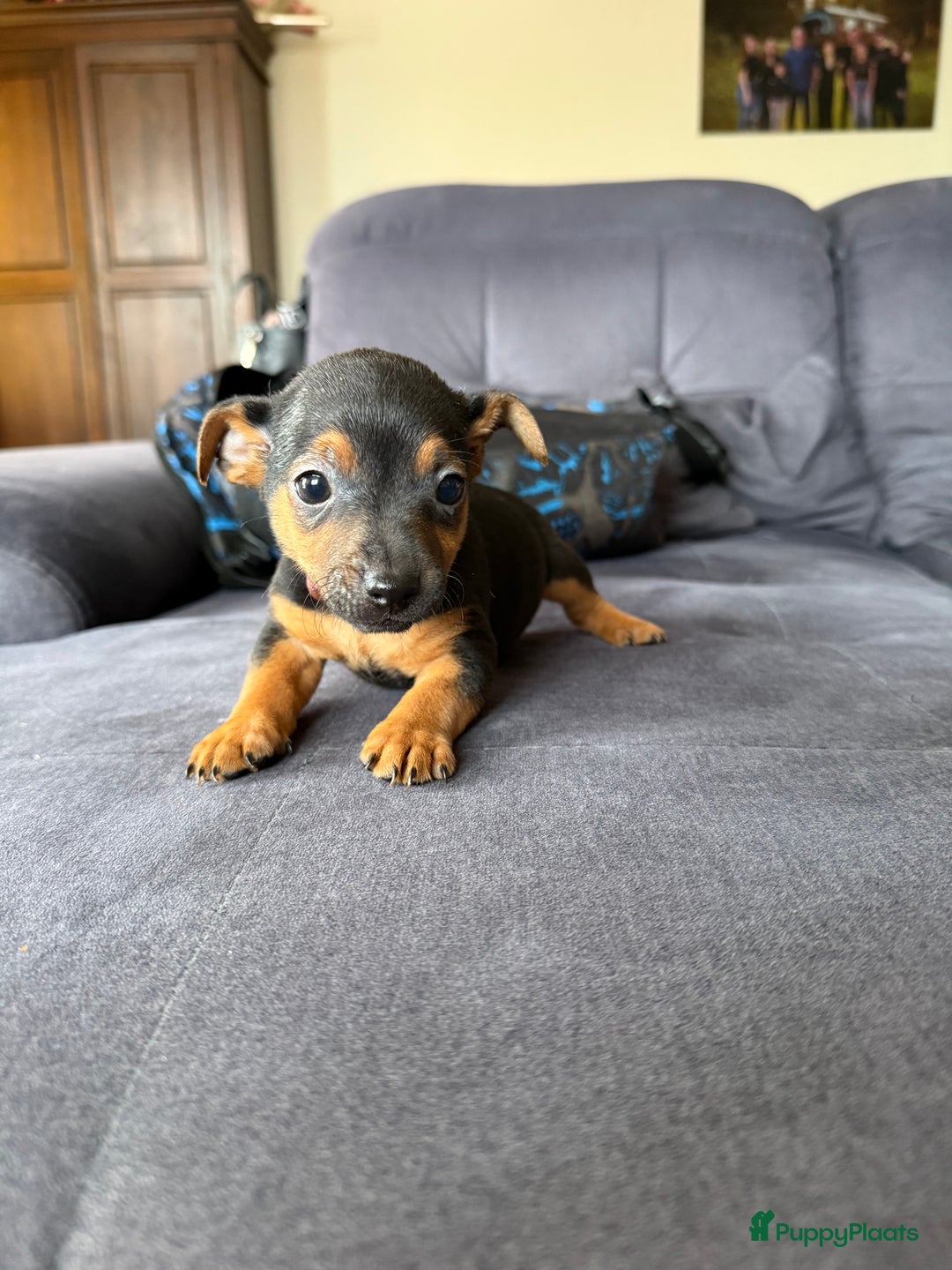 Jack Russel Terriër honden te koop: Jack russel pups - Advertentie 31