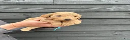 Cockapoo honden te koop: Cockapoo puppy’s  - Advertentie 9