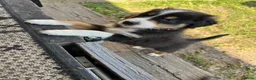 Australian Shepherd honden te koop: Austrailian shepherd pups  - Advertentie 2