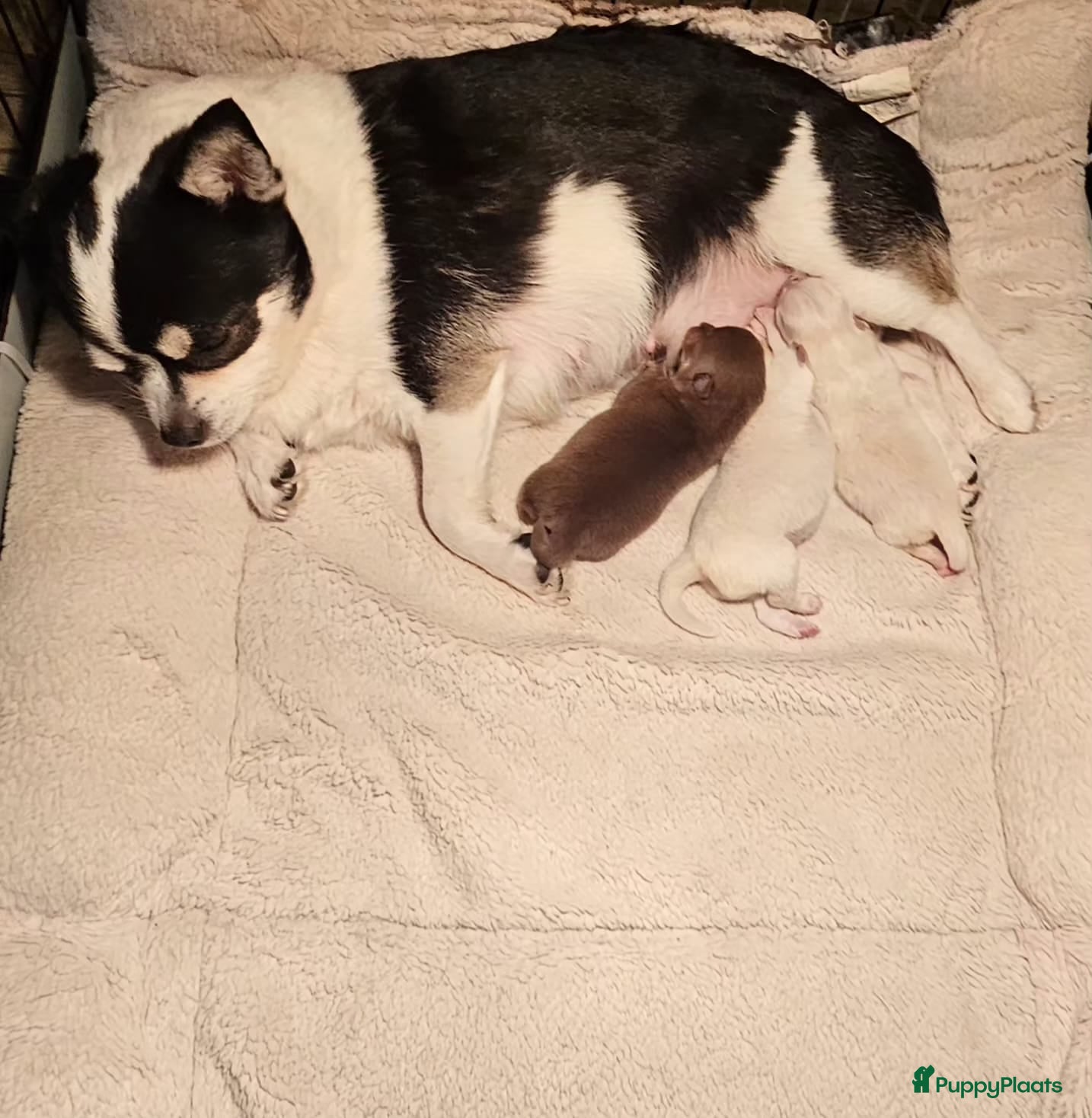 Pomchi honden SUPERSCHATTIGE POMCHIBEERTJES❤️2 REUTJES 1 TEEFJE  - Advertentie 1