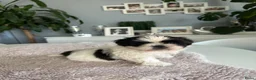 Shih Tzu honden te koop: Shih -Tzu reutje  - Advertentie 4