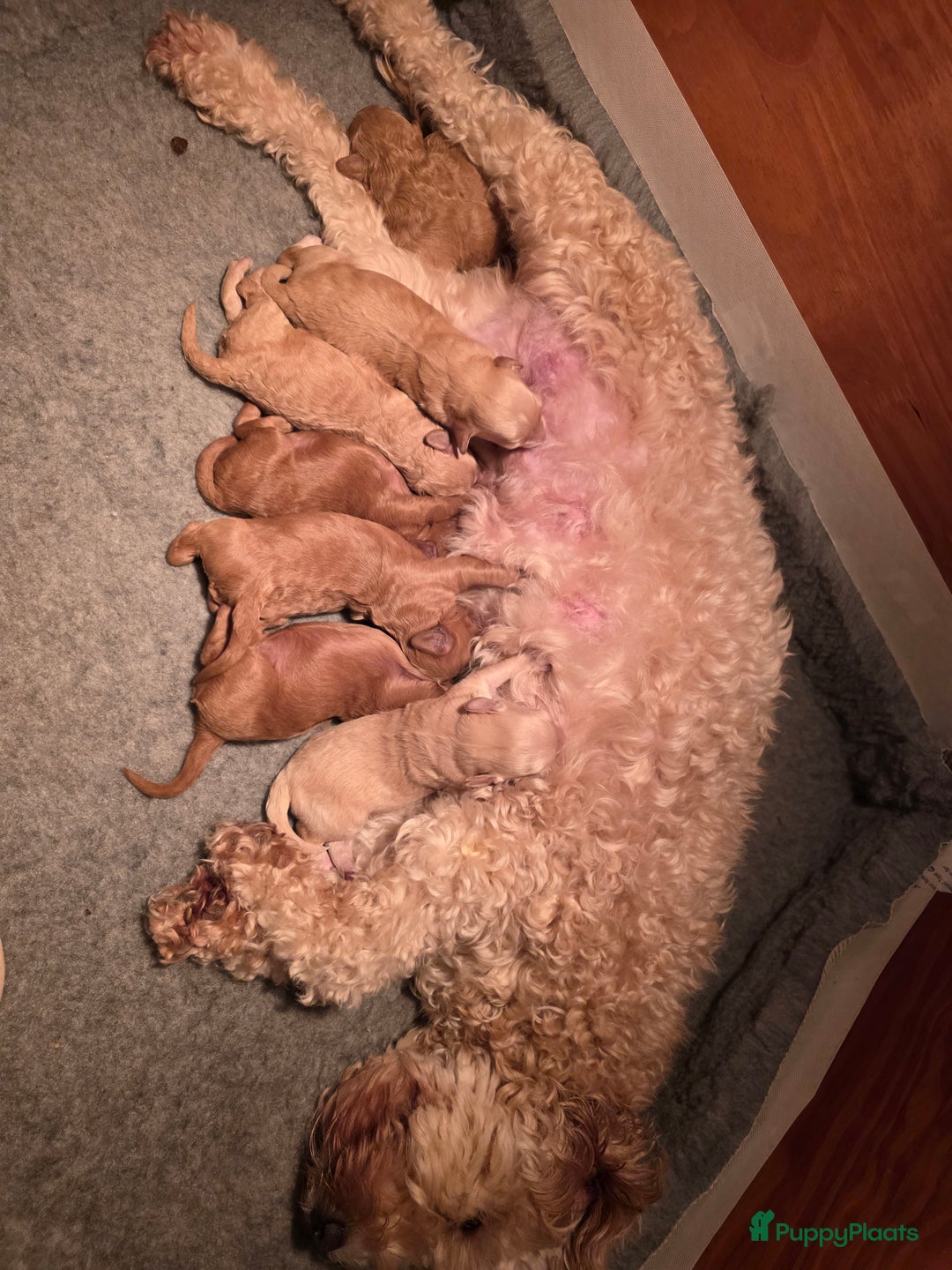 Goldendoodle honden te koop: Goldendoodle multigen middenslag reu te koop - Advertentie 14