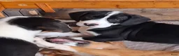 Kruising honden te koop: lieve kruising Beagle - Advertentie 8