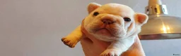 Franse Bulldog honden te koop: Prachtige Franse Bulldog pups met stamboom - Advertentie 20
