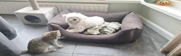 Maltezer honden te koop: Maltezer reutje. Rasecht. 1 jaar - Advertentie 10