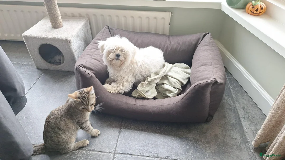 Maltezer honden te koop: Maltezer reutje. Rasecht. 1 jaar - Advertentie 10