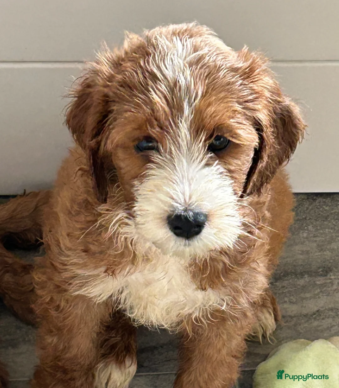 Australian Labradoodle honden te koop: Nog enkele pups beschikbaar! Australian Cobberdogs - Advertentie 1