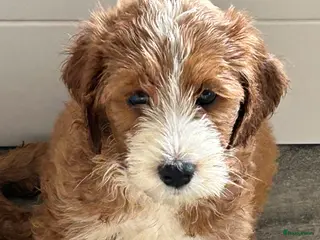 Australian Labradoodle honden te koop: Nog enkele pups beschikbaar! Australian Cobberdogs - Advertentie 1