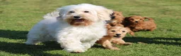 Maltipoo honden te koop: Knappe Maltipoo pups. - Advertentie 23