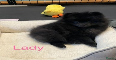 Pomeriaan honden in Enkhuizen - Advertentie 14
