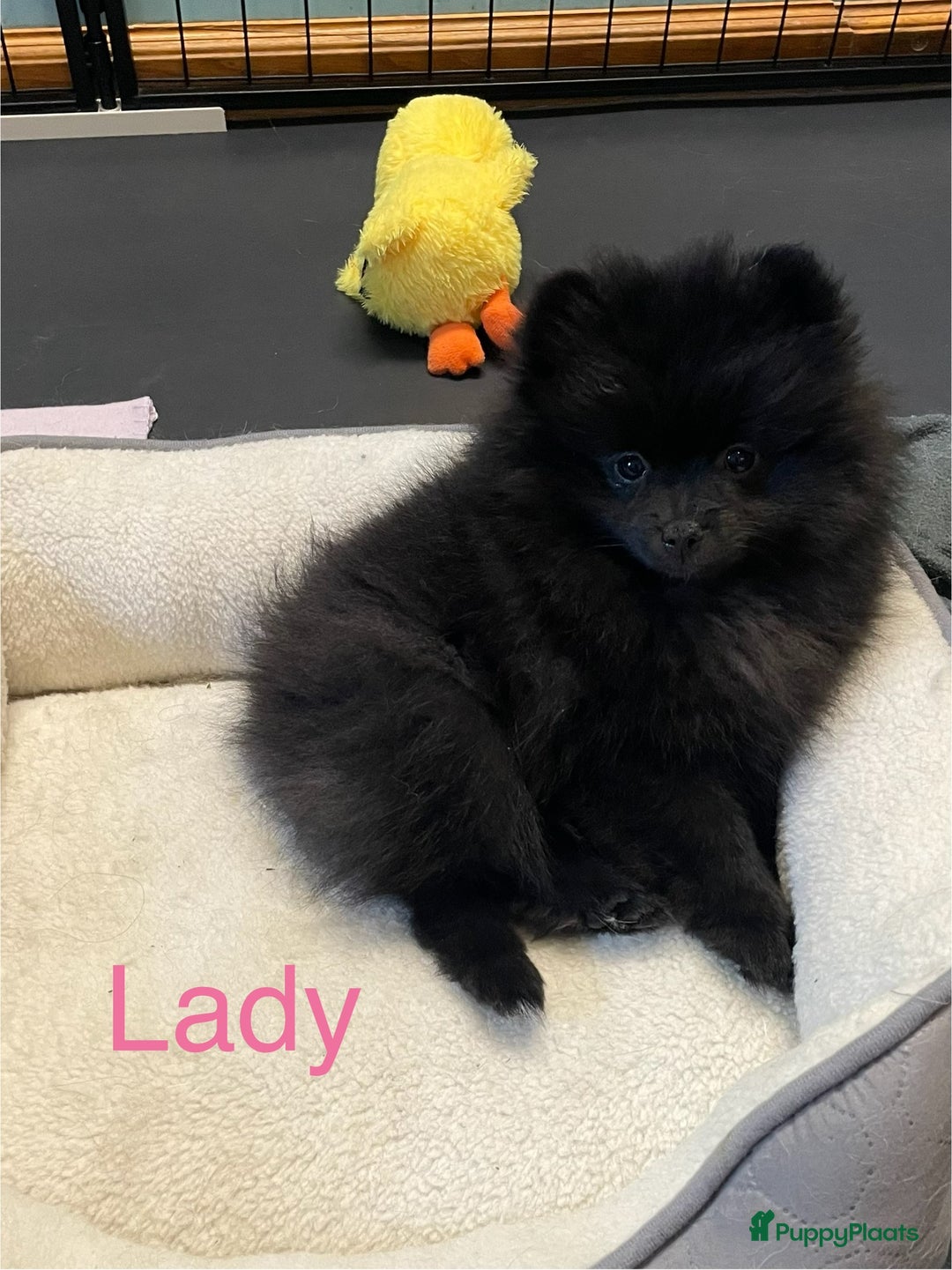 Pomeriaan honden te koop:  2 Prachtige pomeriaan/dwergkees pups. in Enkhuizen - Afbeelding 15