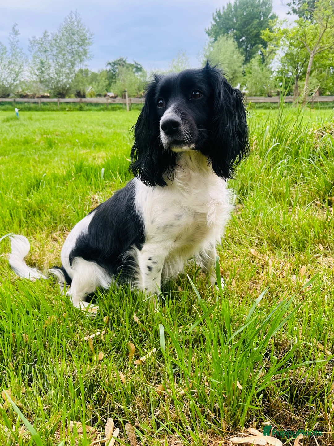 Kruising honden te koop: Nestje Sproodle pups verwacht - Advertentie 1