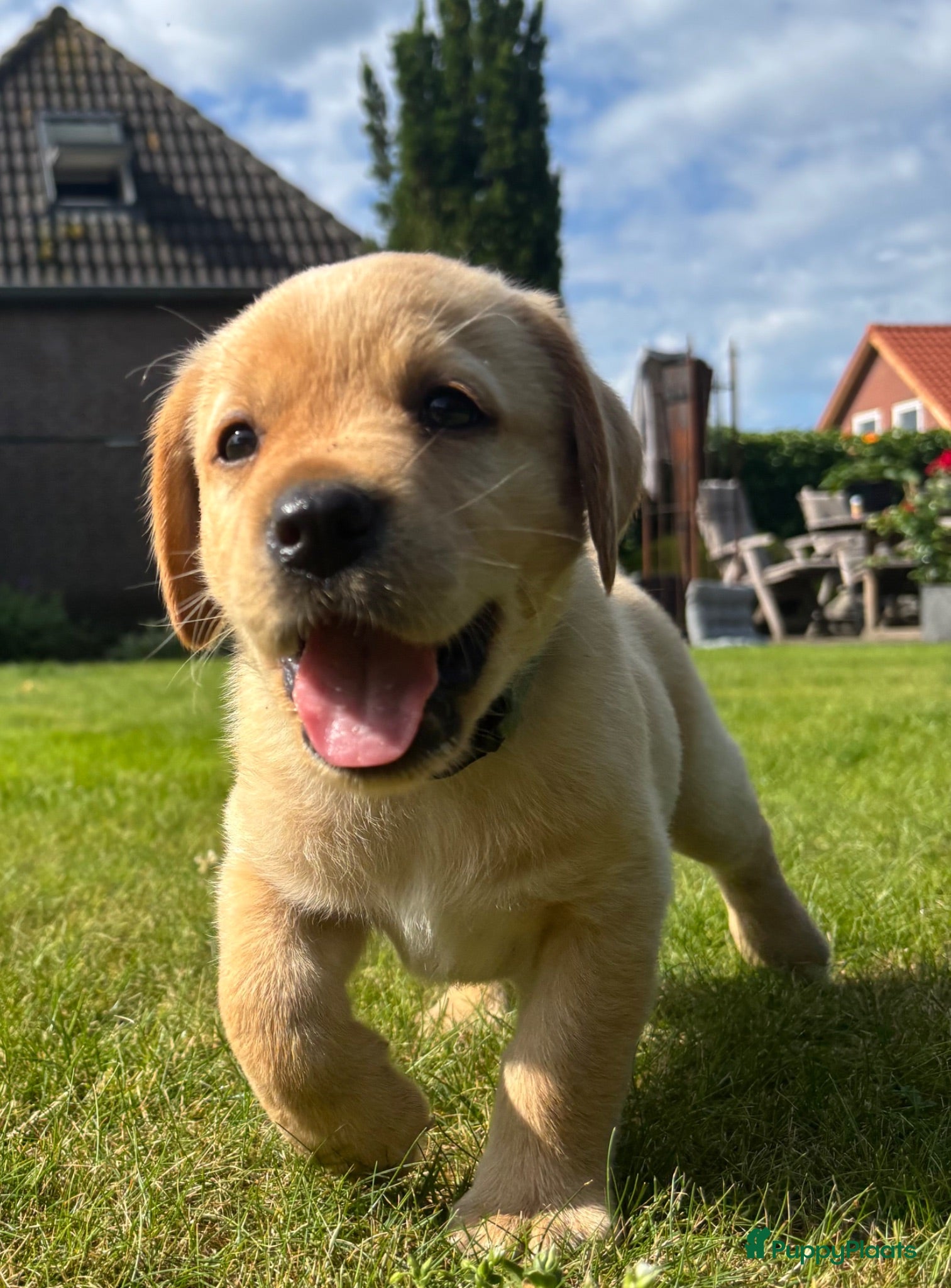 Labrador Retriever honden Prachtige Blonde Labrador Pups🐾 - Advertentie 2