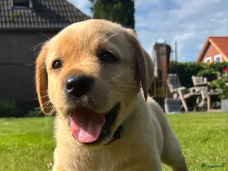 Labrador Retriever honden Prachtige Blonde Labrador Pups🐾 - Advertentie 2