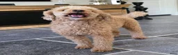 Poedel Toy honden ter dekking: Dekreu beschikbaar: Toy Poedel met FCI stamboom  - Advertentie 2