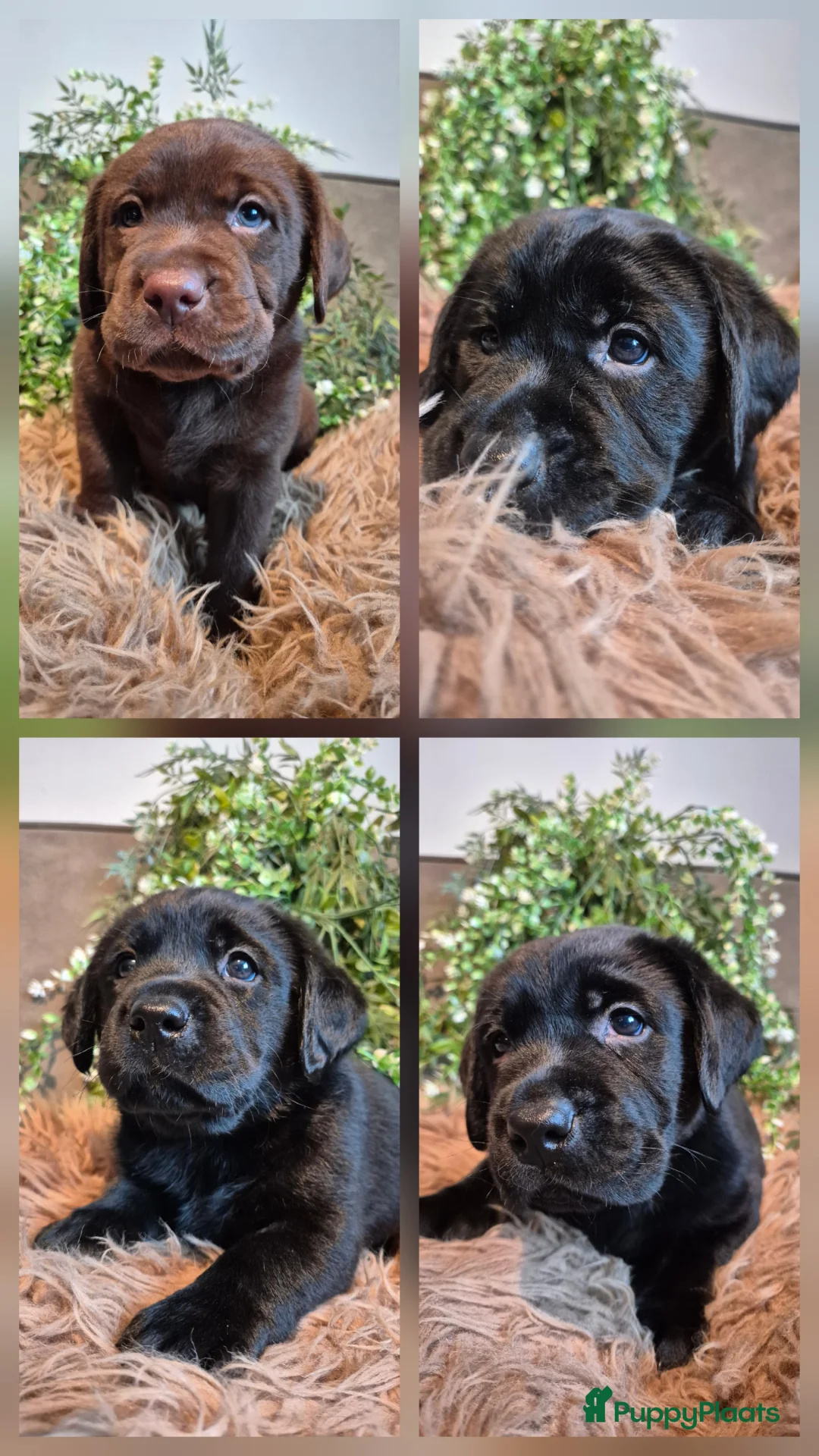 Labrador Retriever honden te koop: Labrador Retriever pups met stamboom  - Advertentie 1