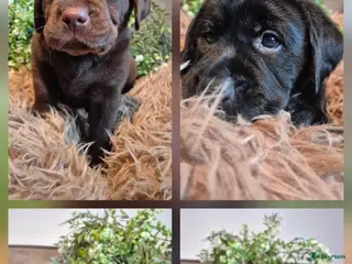 Labrador Retriever honden Labrador Retriever pups met stamboom - Advertentie 5