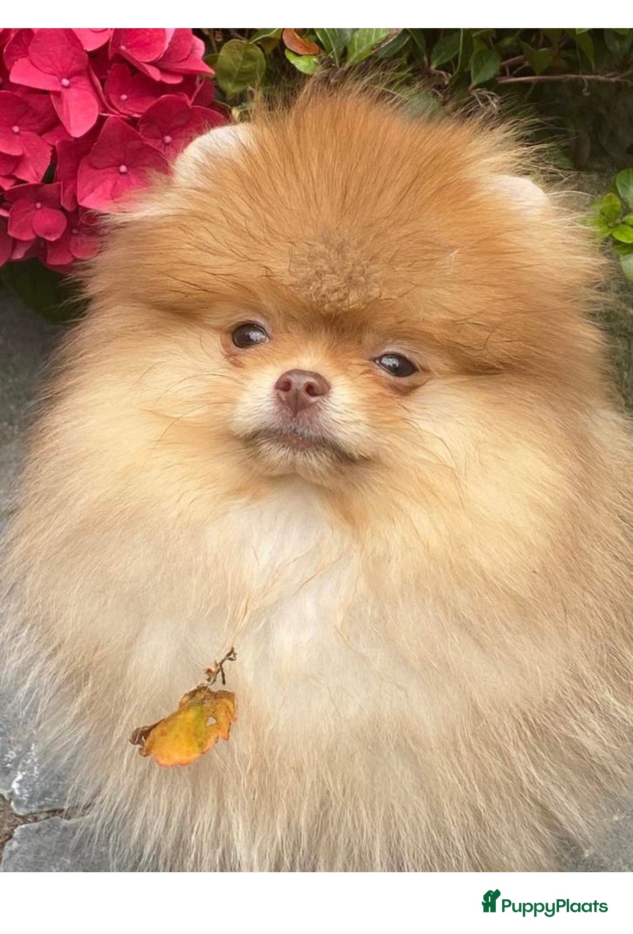 Pomeriaan honden te koop: Pomeranian pups  in Zwolle - Advertentie 9