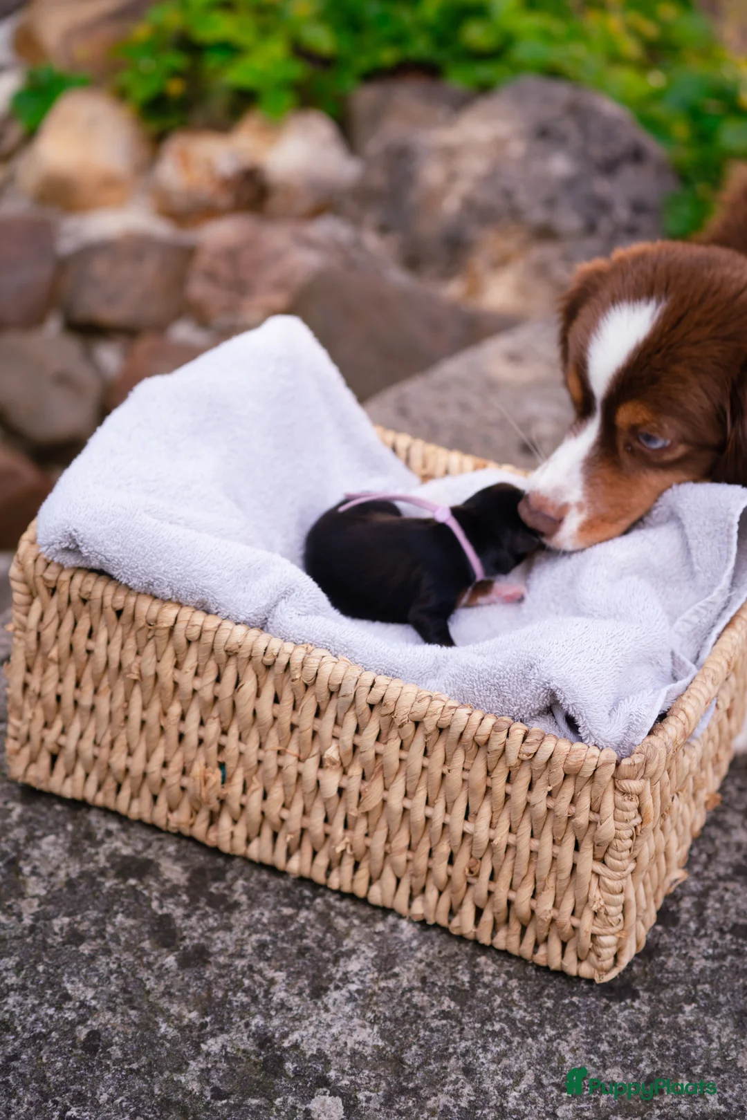 Australian Shepherd honden te koop: Miniature American Shepherd - Advertentie 9