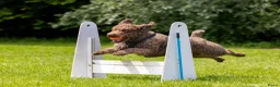 Spaanse Waterhond honden te koop: Spaanse Waterhond pups geboren Bruin, Zwart & Bont - Advertentie 9