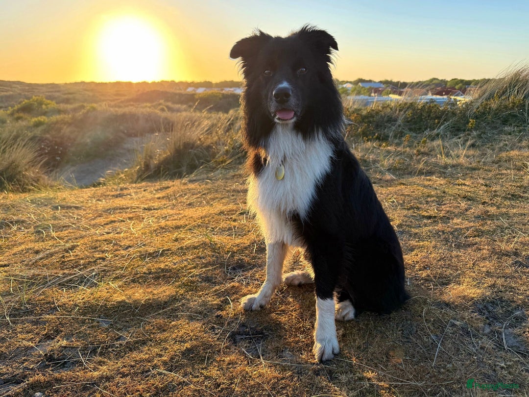 Border Collie honden te koop: Prachtige pups Border Collie/Barbado da Terceira - Afbeelding 9