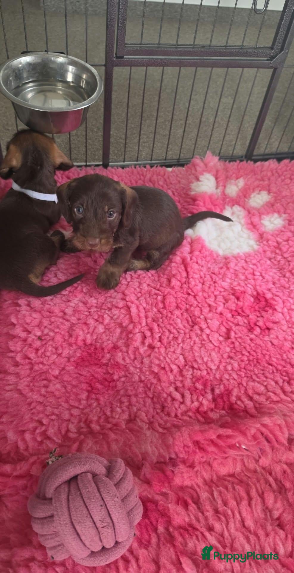 Ruwhaar Teckel honden te koop: Prachtig reutje ruwhaar Choco Tan beschikbaar - Advertentie 4