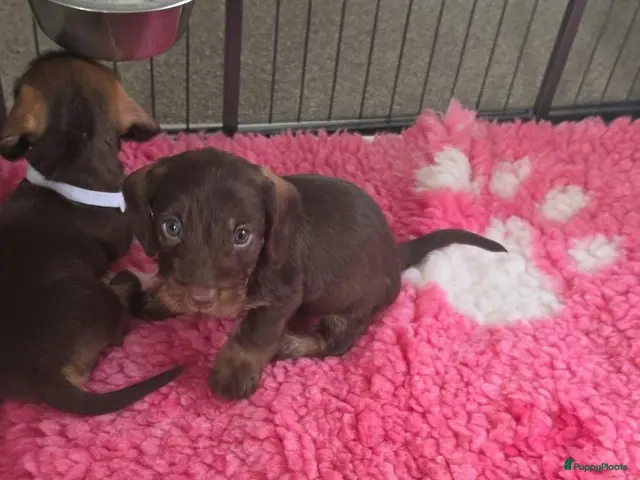 Ruwhaar Teckel honden te koop: Prachtig reutje ruwhaar Choco Tan beschikbaar - Advertentie 4
