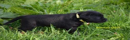 Goldador honden te koop: Lieve Goldador pups mogen naar hun nieuwe huisje - Advertentie 6