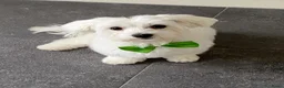 Maltipoo honden te koop: Maltipoo pups - Advertentie 1