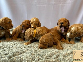 Kruising honden Medium labradoodle woonkamer nestje - Advertentie 1