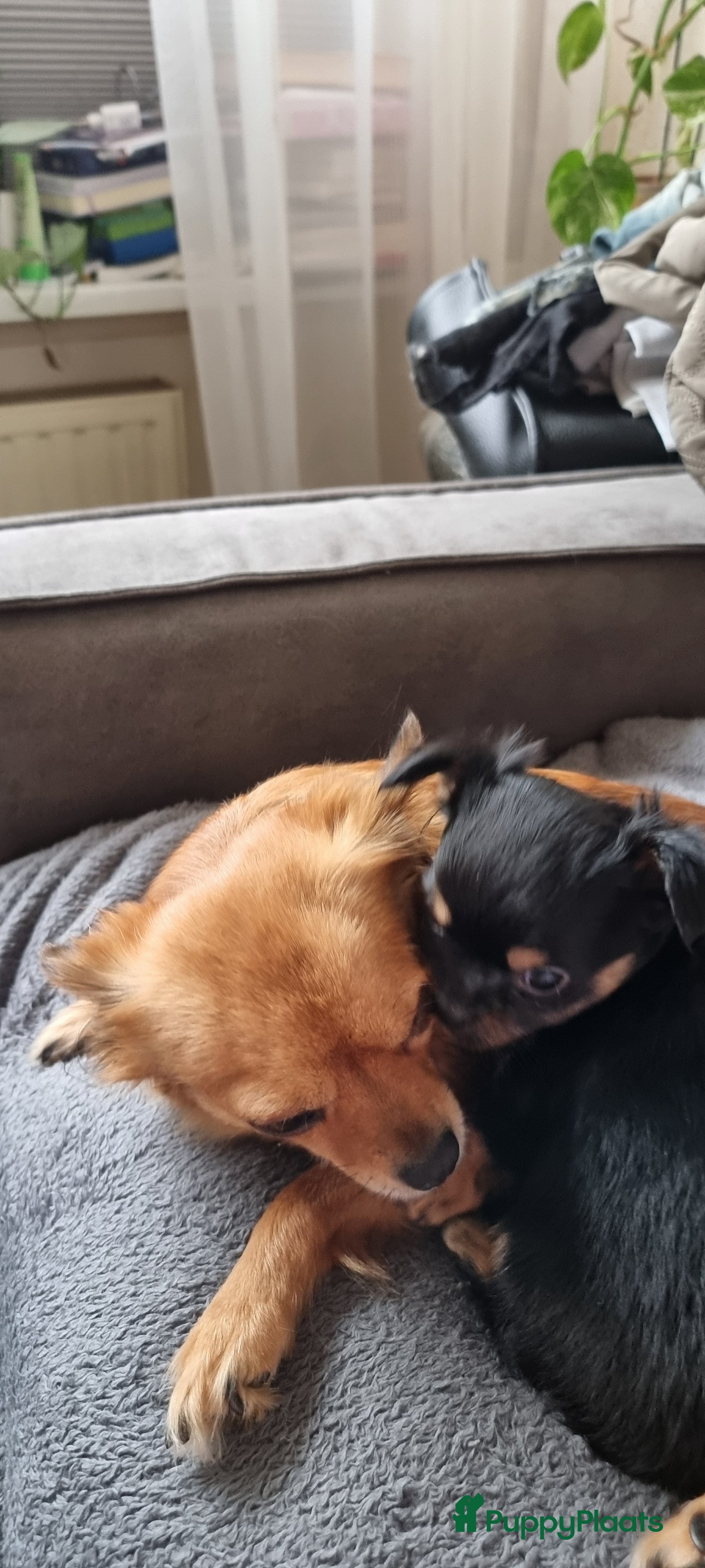 Chihuahua honden Mooie chihuahua pups langharig - Advertentie 13